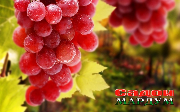 ЛУчшие-сорта-винограда