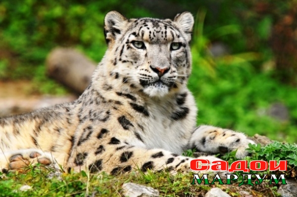 Снежный барс (ирбис). Фото (35)