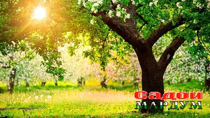 wallpapers-spring-19