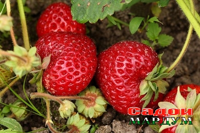 YAgody-klubniki-sorta-Festivalnaya