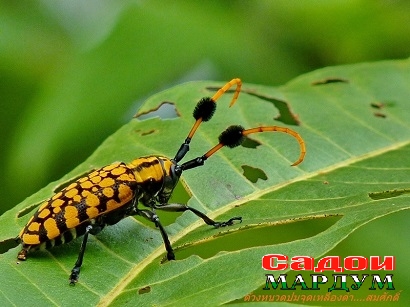 dwnghnwdpmcchudehluuengdam