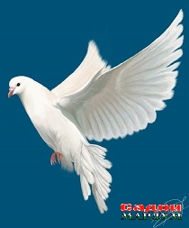 post-2209870-1330195363