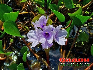 59-3.Eichhornia-azurea