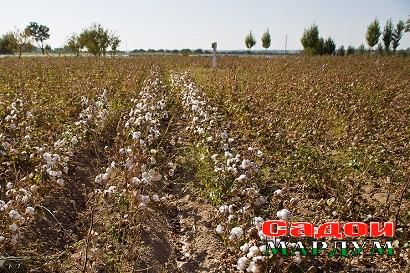 6161251117_6143348595_o