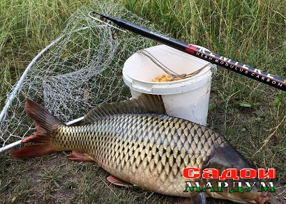 Цікаві_факти_про_рибалку