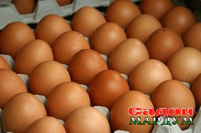 2373_f_483_yaica-kurinye-s-1-optom