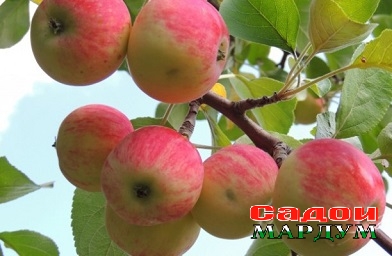 314812_1_417332ba2eadbf515eb77a0dc01dd864