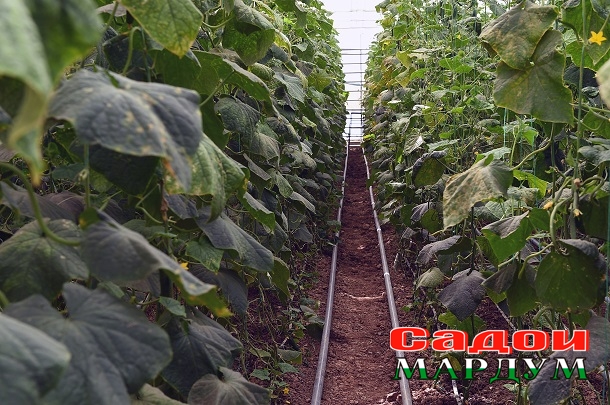 48792520136_545f7ecc4a_o