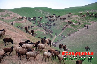 чарогох