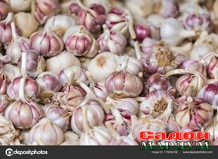 fresh garlics in a market