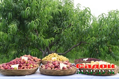 49944251396_08c74ee23a_o