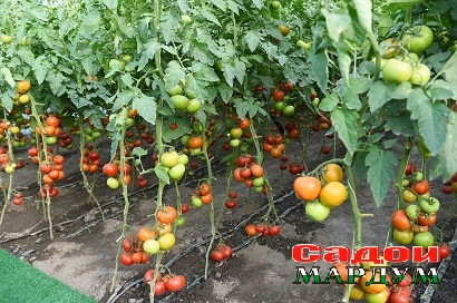 49945354761_9b49d8a71c_o