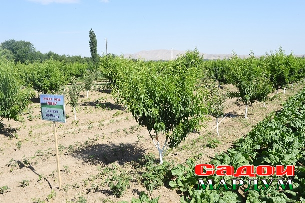 50064355046_ddece56181_o