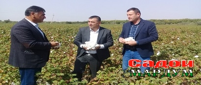 Пахта