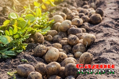 potatoes in the farm.