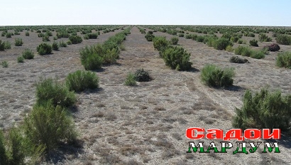 aralsea7