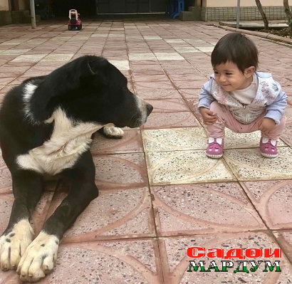 Саг