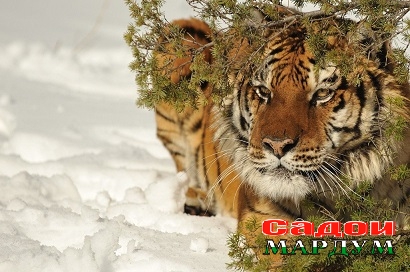 Den_tigra_na_Dal_nem_Vostoke