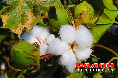 cotton-3760800_960_720 — копия