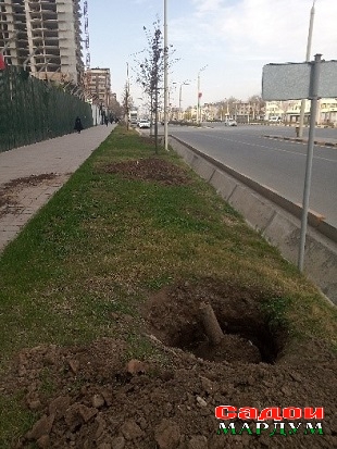 Дарахт —