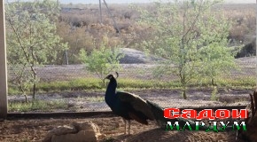 Саёҳат дар соҳили Аму