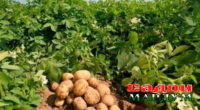 Як даст садо надорад