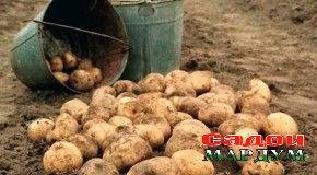 Барномаи рушди картошкапарварӣ пурра амалӣ нагардид. Чаро?