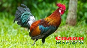 Хосиятҳои соли мурғ