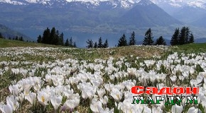 Сада ҷашни мулуки номдор аст…