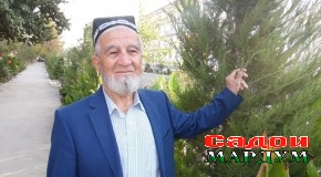 Сарви шинонидаи Пешвои миллат — зинатбахши Боғи ботаникии Кӯлоб