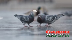 Кабӯтарони Душанбе ба ғамхорӣ ниёз доранд