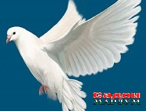 Ваҳдат сутуни давлат аст