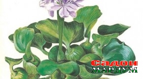 Эйхорния нурии беҳамтост