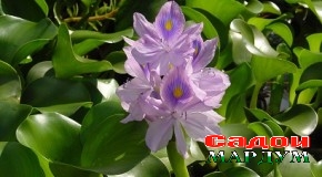 Обро ба воситаи обсабзҳо метавон безарар кард