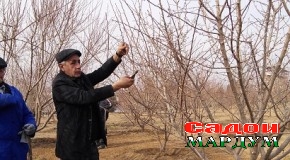 Ҳикматулло НАЗИРОВ: «Меваҳои шаҳдбори тоҷикӣ аз воридотӣ фарқ доранд»