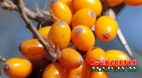 Ангати Ванҷ. Фурӯши равғани он зиндагии даҳҳо нафарро беҳбуд бахшид