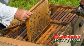 Рушди соҳаи занбӯриасалпарварӣ дар Дарвоз