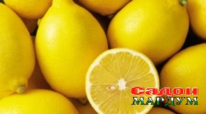Ҷайҳун. Нақшаи содироти лимӯ зиёд гардид