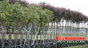 Мазҳари гармо ва нуру зиндагӣ