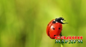 Баҳри кайке пӯстин оташ мазанем!