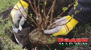 Ҷашни Сада расми кибор аст