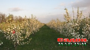 Ниҳолро вобаста ба ҷой дуруст интихоб бояд кард