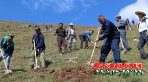 Рашт. Дар доманакӯҳҳо дарахт мешинонанд