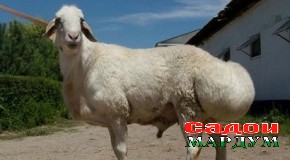 Зоти гӯсфанди тоҷикӣ аз байн меравад, агар…