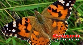 Шапалаки мушхор дар паҳн намудани касалиҳои инсону ҳайвонот нақш намебозад