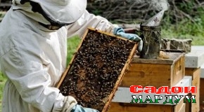 Имконияте, ки аз он самаранок истифода бояд бурд