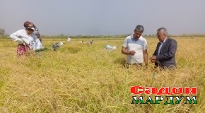 «Тӯғайзор» гулистон шуд