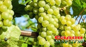 Чаро ҷавз — беҳтарин навъи ангур камёфт шуд?