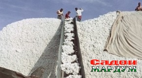 Суғд. Нақшаи истеҳсоли пахта иҷро шуд