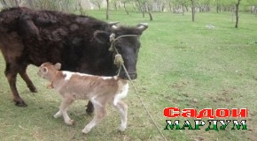 Гӯсолаҳои швейтсарӣ дар Ванҷ